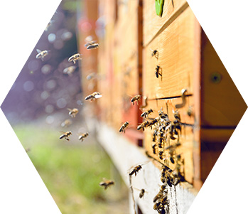 idea projektu brassibee