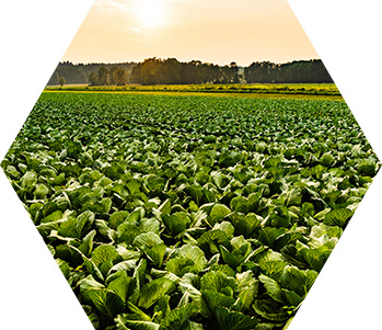 kapusta naturalna fabryka zdrowia