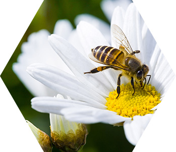 witalność dzięki brassibee